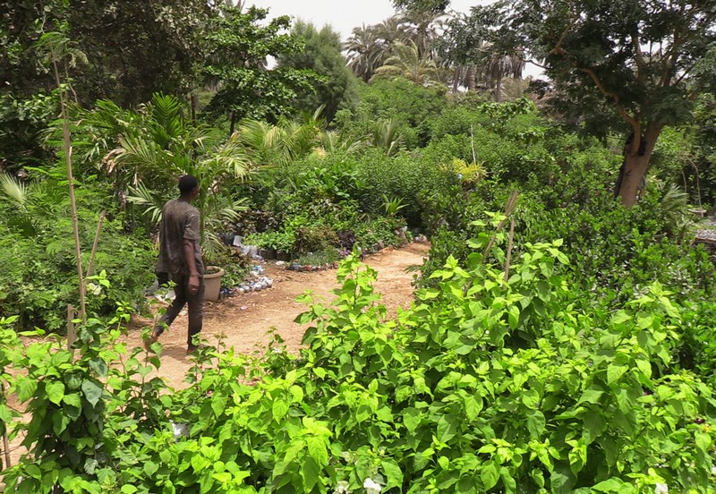 Mauritanie: les exploitants du poumon vert de Nouakchott toujours sans titres fonciers après des décennies d’exploitation