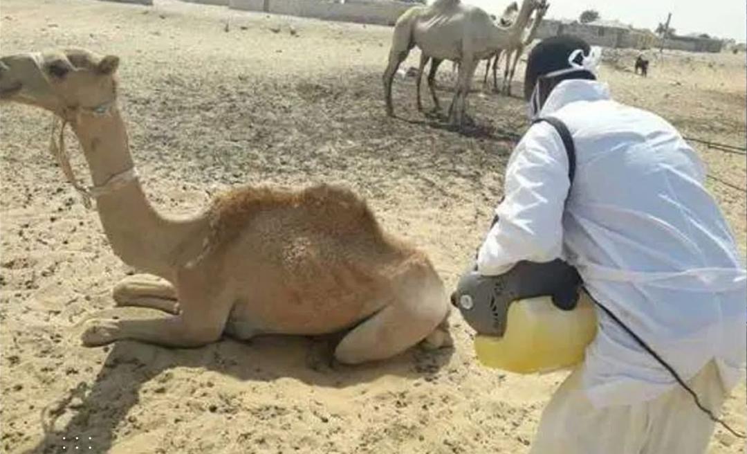 La fièvre de la vallée du Rift s’étend, des cas confirmés à Nouakchott