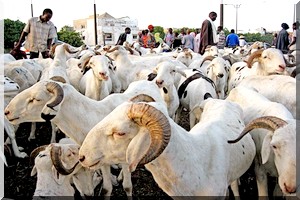 Saint-Louis: optimisme pour la couverture des besoins en moutons de Tabaski (officiel) 