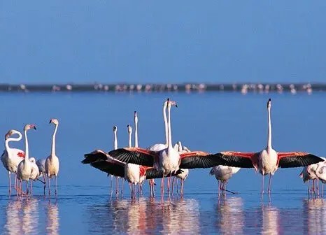 Attention danger! Des bateaux pirates s’attaquent au Banc d’Arguin